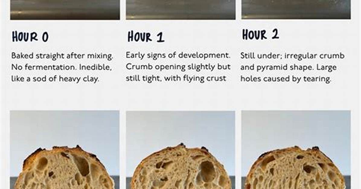 60 Minute Dough vs 3 Day Ferment Side by Side Crumb Structure And