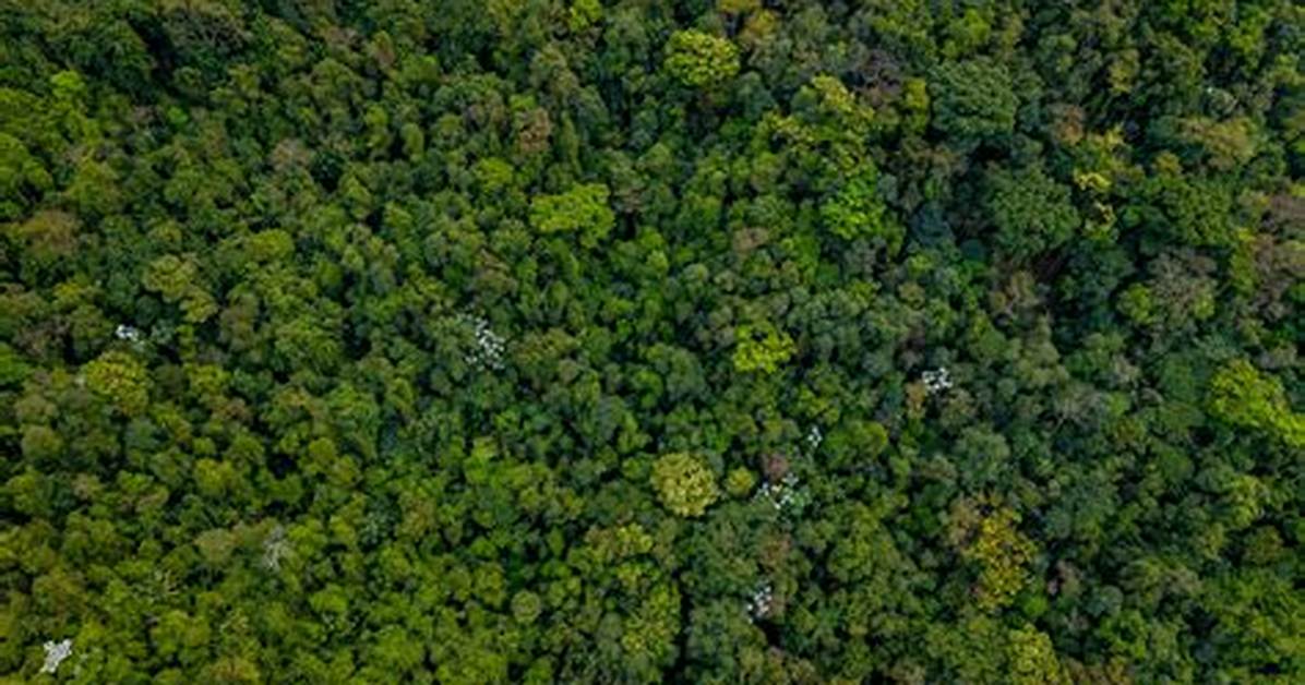 Aerial Views and Canopy Challenges A