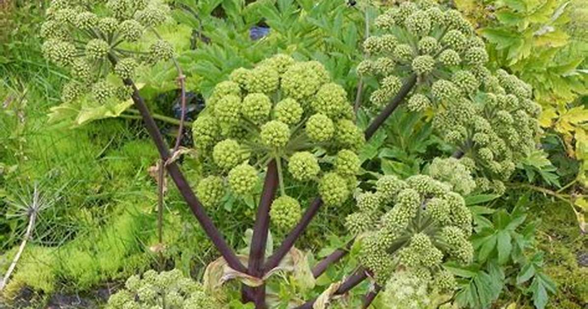 Angelica