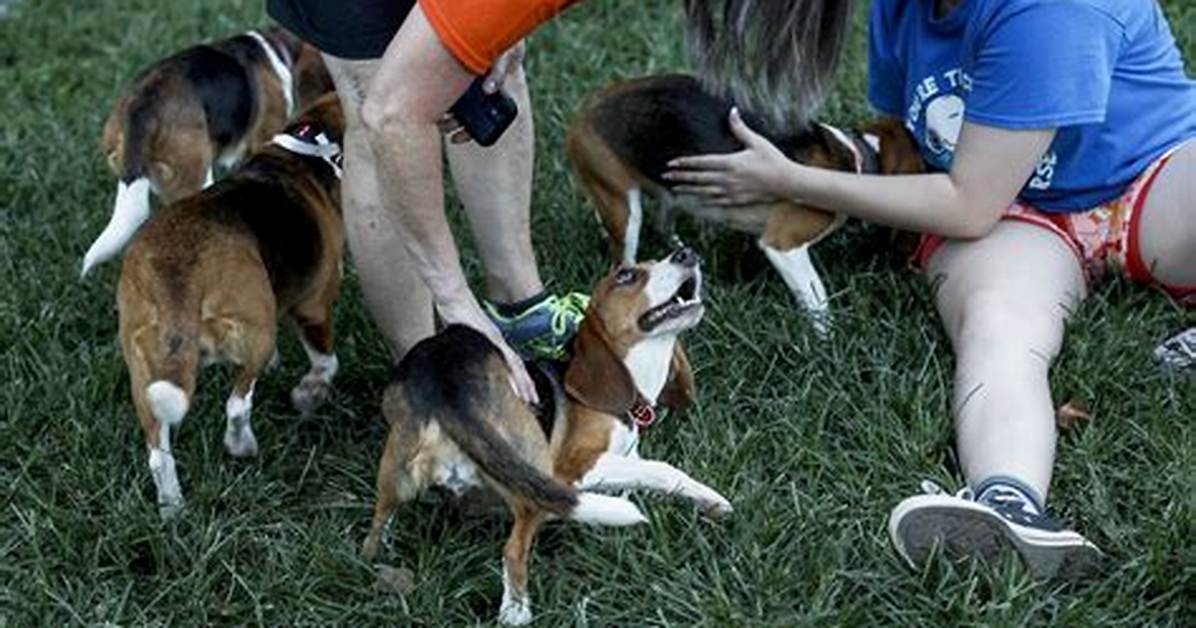Animal Welfare Crises Across the Us Beagles Ai Communication And