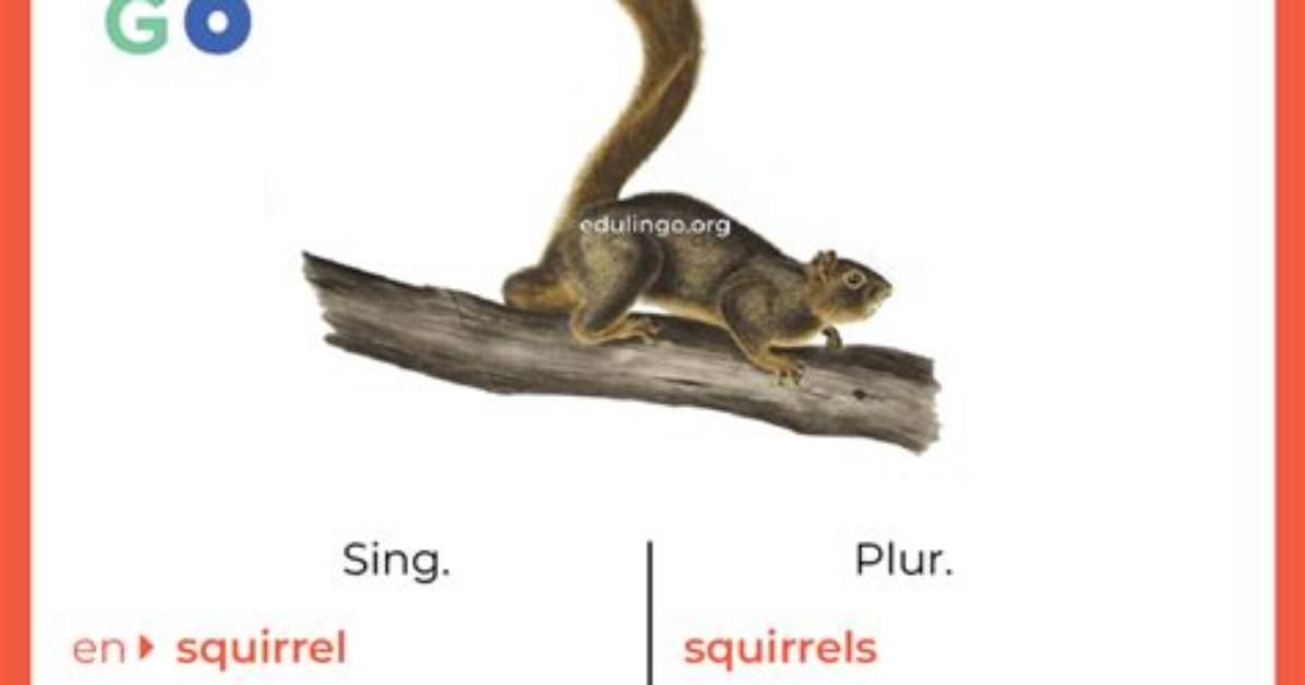 Ardilla En Ingles Complete Meaning Pronunciation Guide and Related