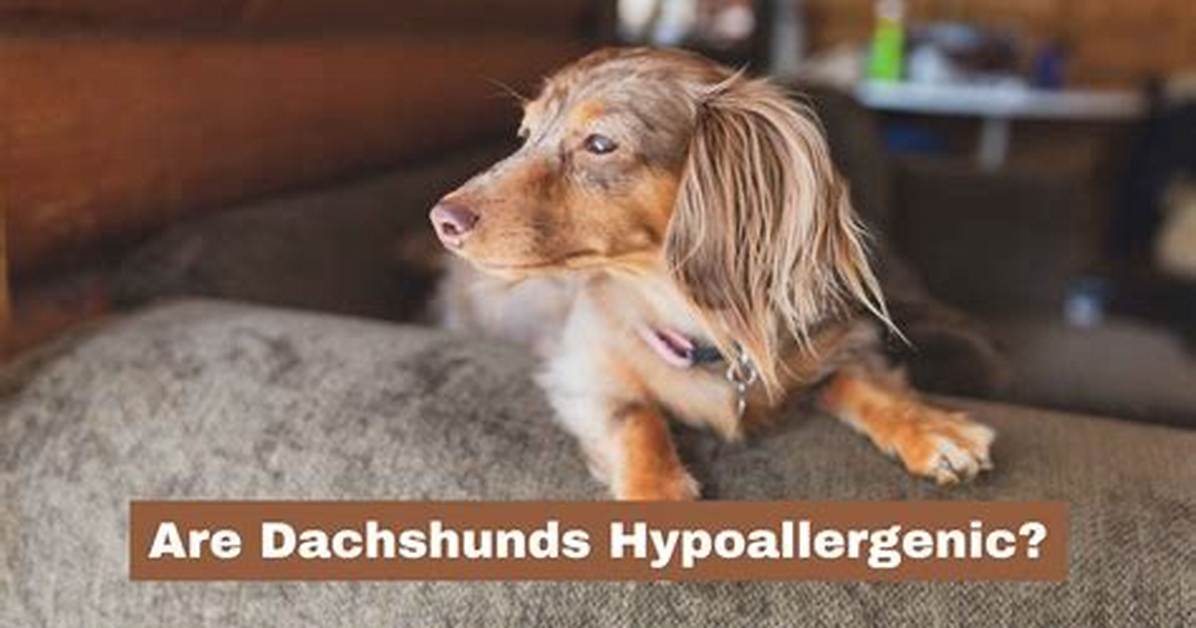 Are Dachshunds Hypoallergenic Fact Checking Shedding And