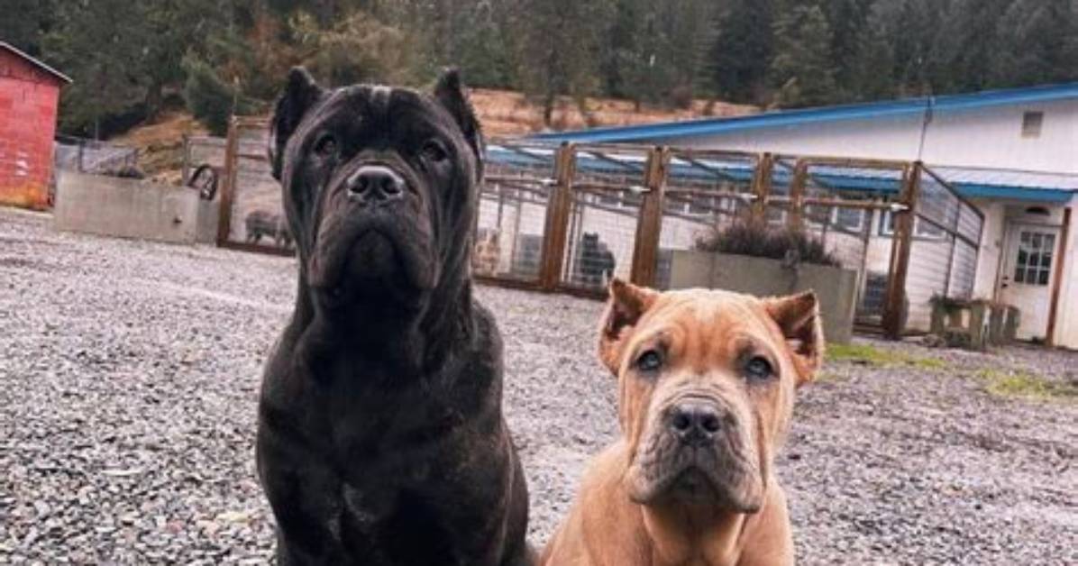 Are Huge Cane Corsos Actually Gentle Giants Separating Mastiff Myths from Real