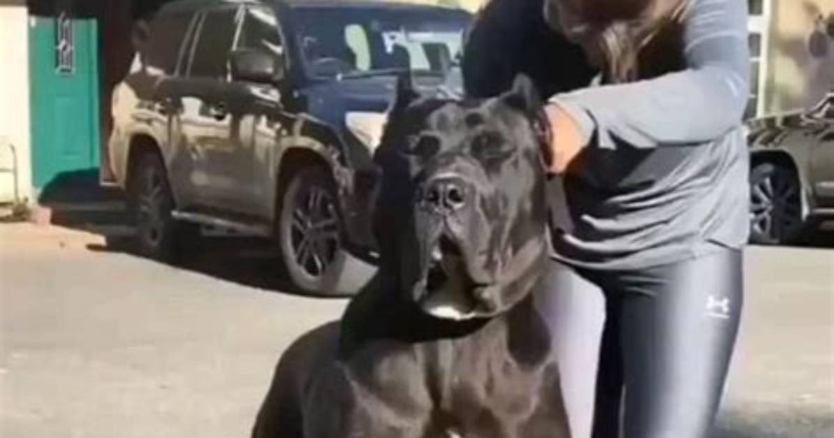 Are Huge Cane Corsos Actually Gentle