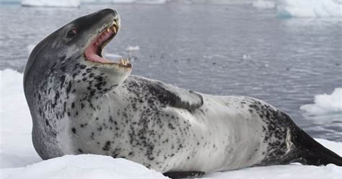 Are Leopard Seals as Dangerous as You Think Marine Biologists Separate Fact
