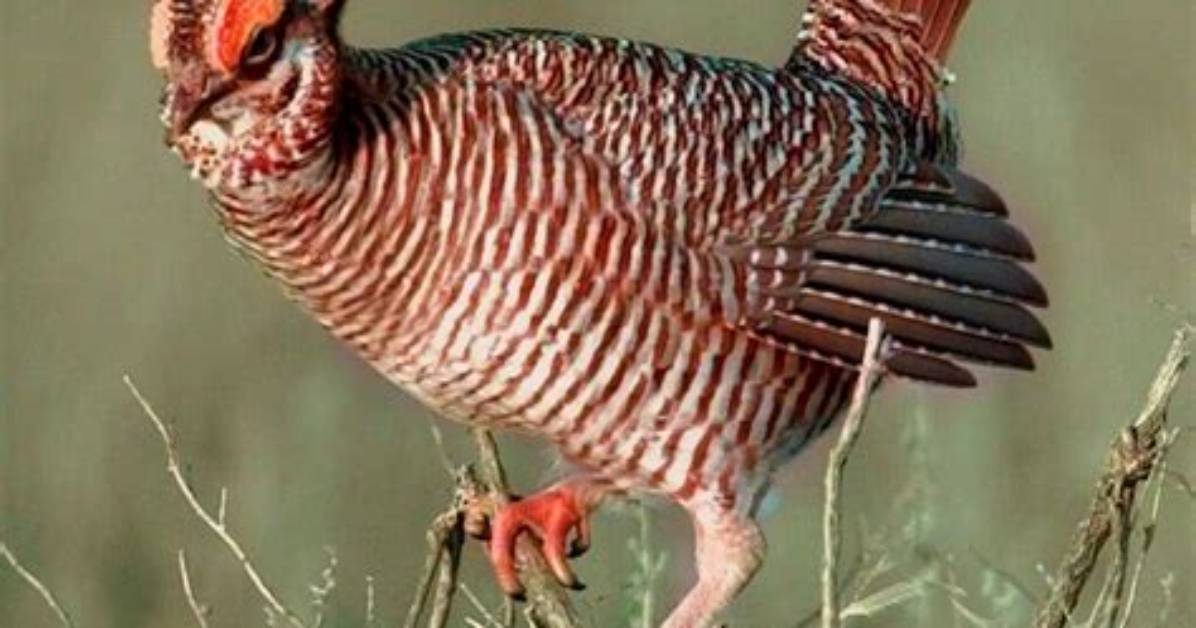 Are Prairie Chickens Really Separate Species New Genomic Findings Shake