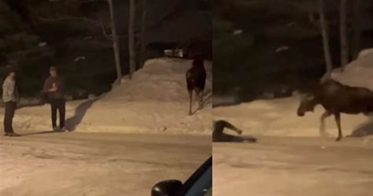 Are Those Viral Moose Videos Real Visual Proof And