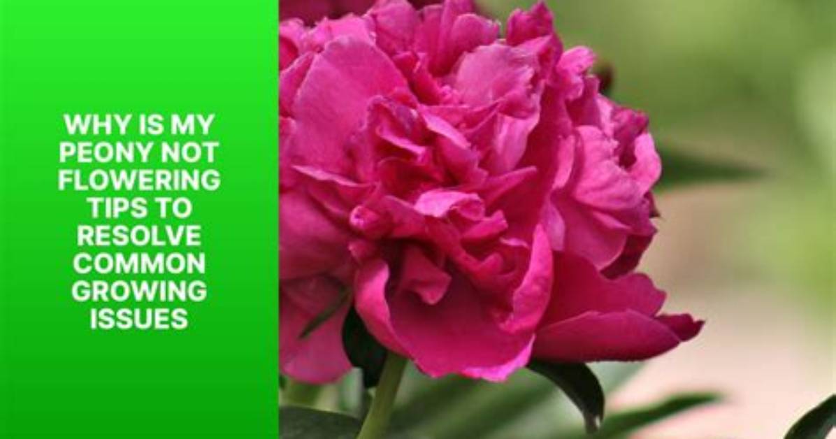 Are You Saying It Wrong Why Peony Ranks Among the Most Mispronounced