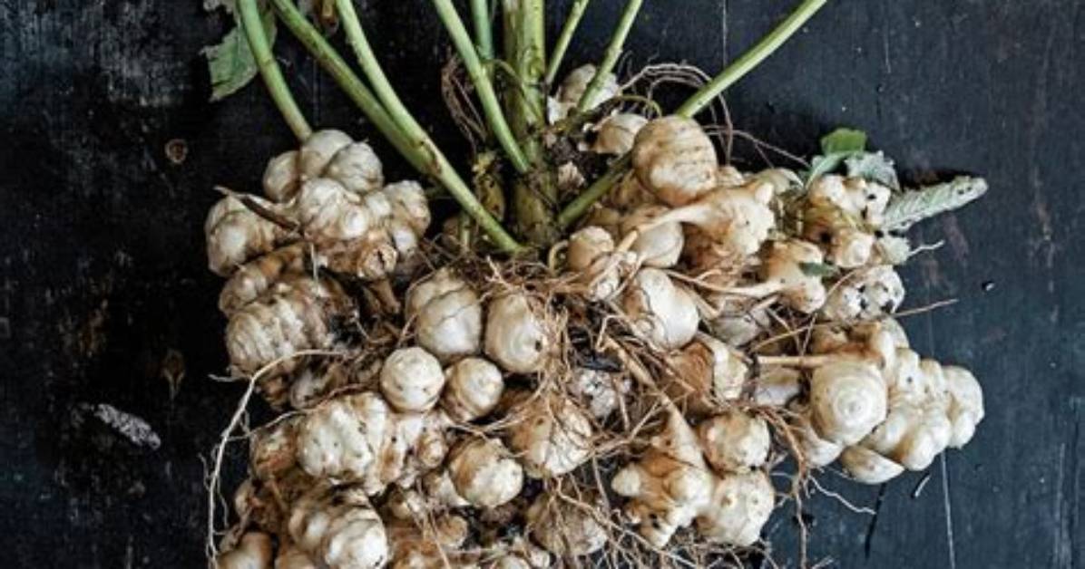 Artichoke or Sunchoke Unpacking the Linguistic Traps Behind Alcachofa En