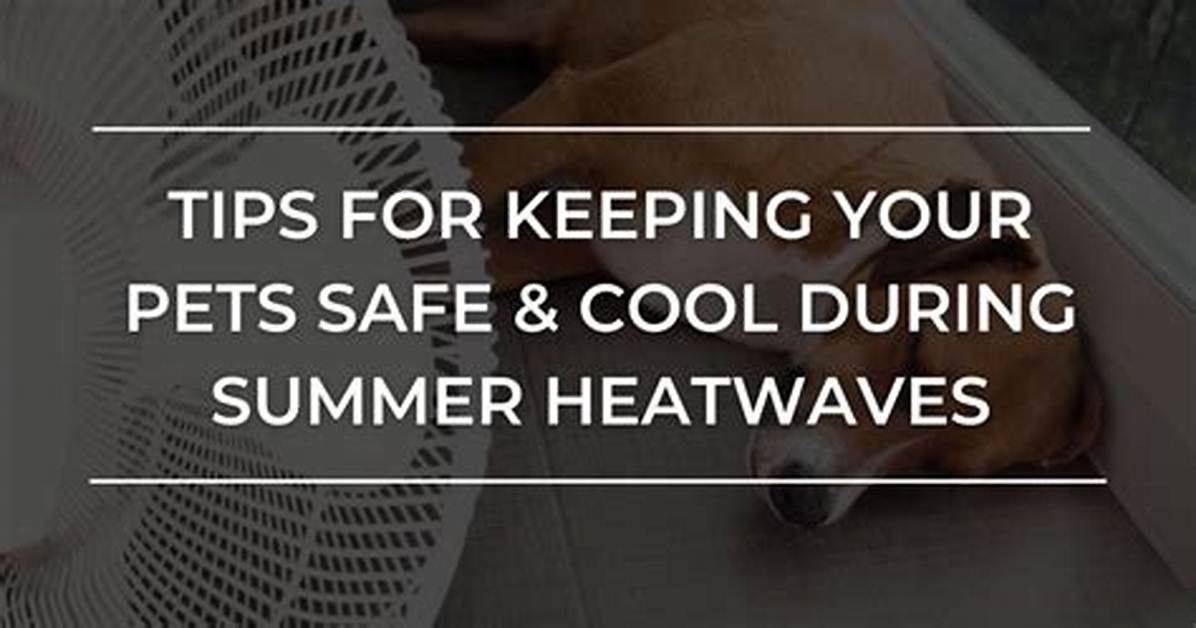 As Heat Waves Threaten Pets Experts Clarify Canine Cycles And
