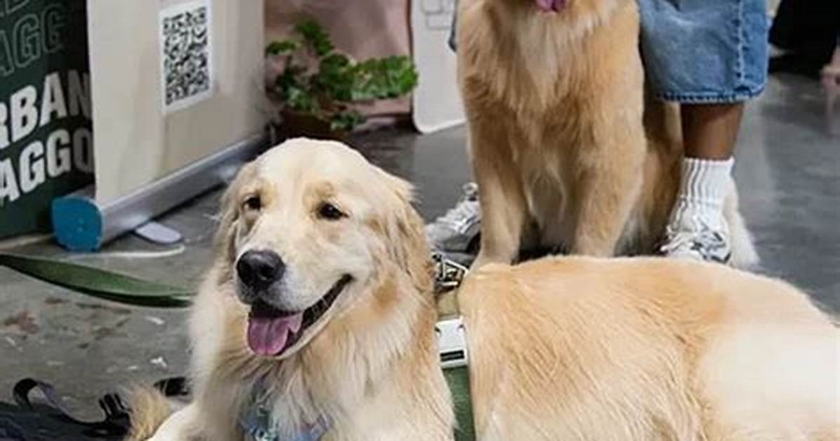 Behind the Viral Trend Why Golden Retrievers Go Wild for Visits to Grandma S