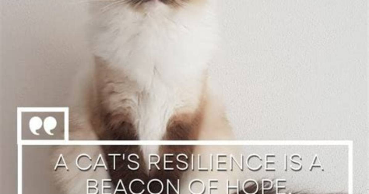 Berlin S Recovery Cat Acquired by Resilience in Major German