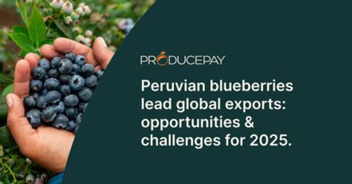 Blueberry En Espanol Alert Supply Timeline Peru Shortages And