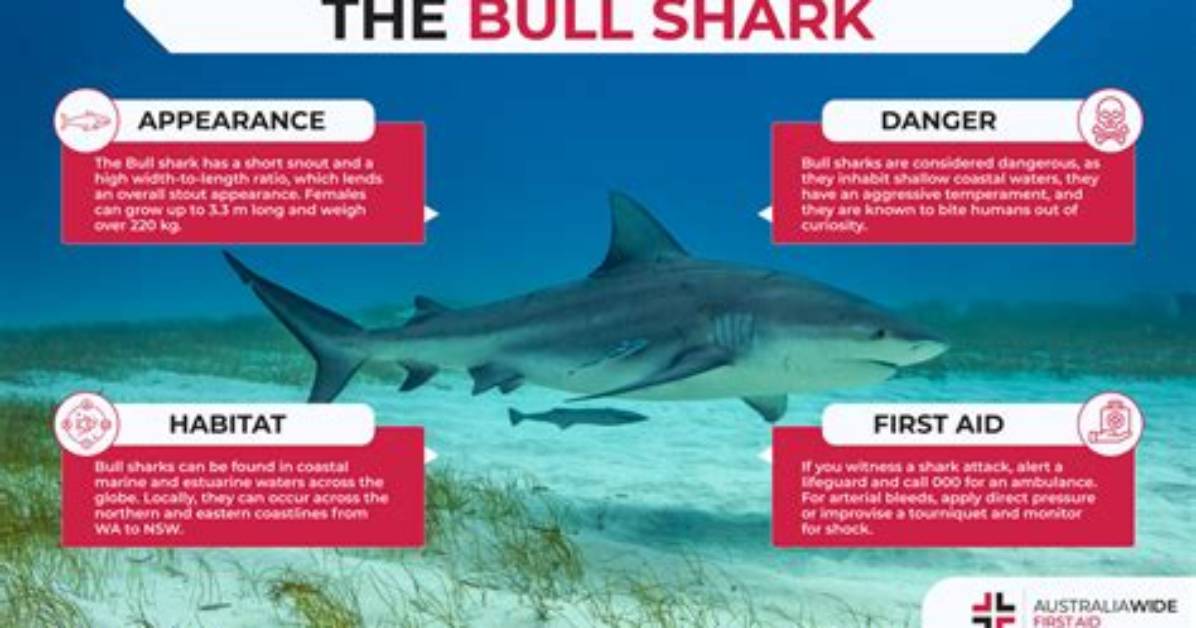 Bull Sharks in Freshwater Risk Level Behavior and River
