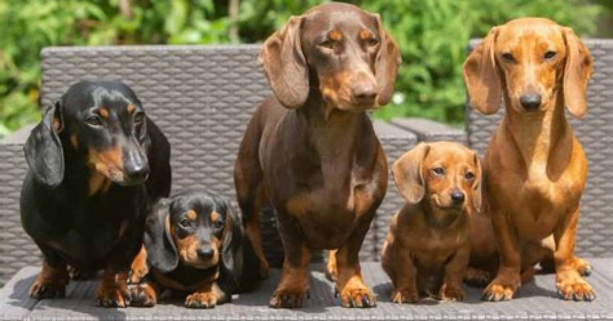Can Dachshunds Really Reach 18 the Hidden Longevity Secrets Behind Viral