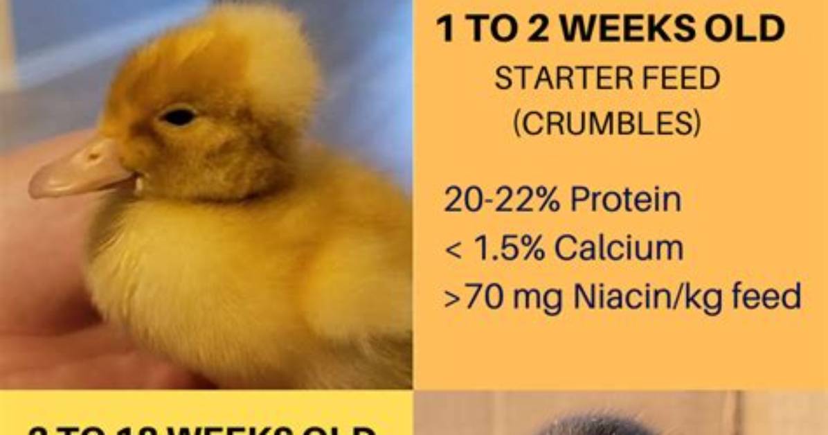 Can Ducklings Eat Oats Complete Feeding Guide Prep Tips And