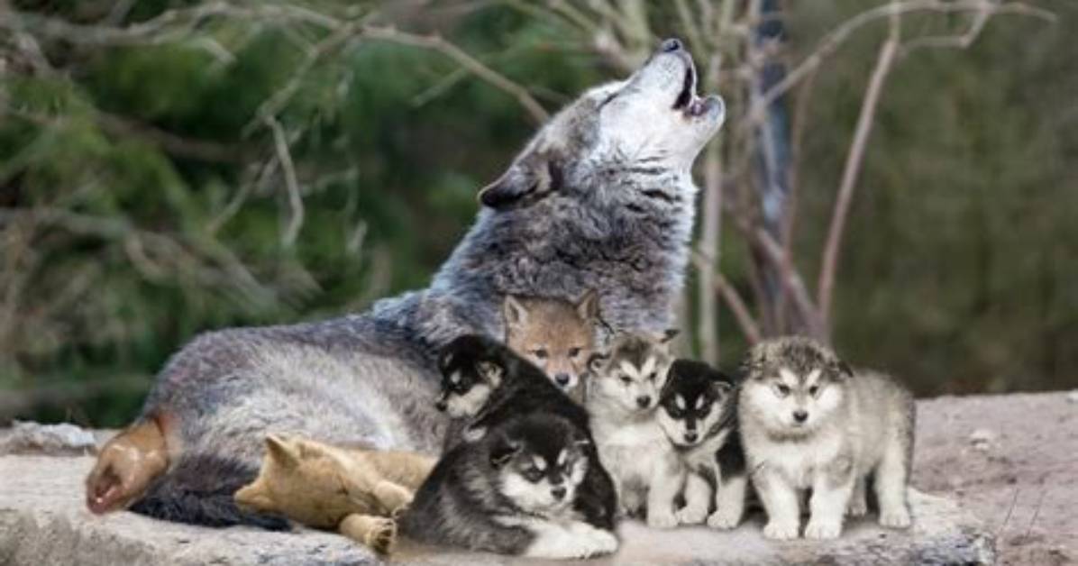 Can Wolves Truly Raise Human Children