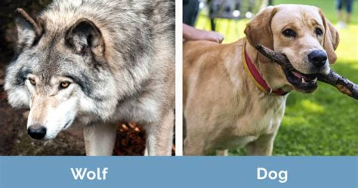 Can Wolves