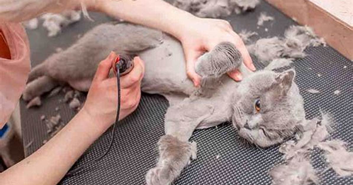 Can You Shave a Cat with a Regular Trimmer Vets Fact Check Common