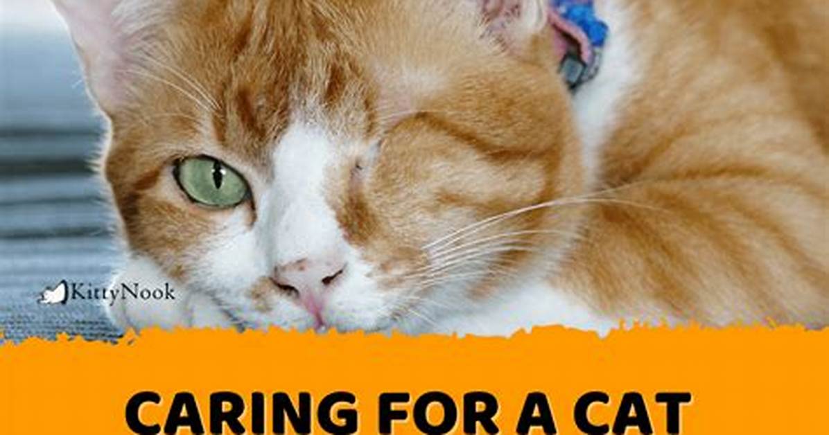 Caring for a Special Needs Cat Symptoms Real Diagnoses And