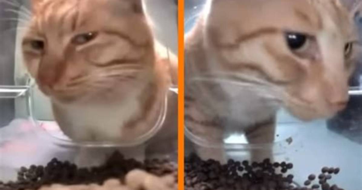Cat Eating Food Meme Guide Context Funniest Formats and Pet