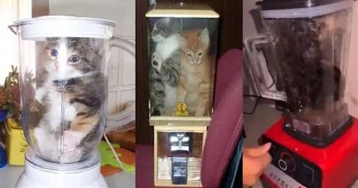 Cat in Blender Explained the Shock Story 3D Software And