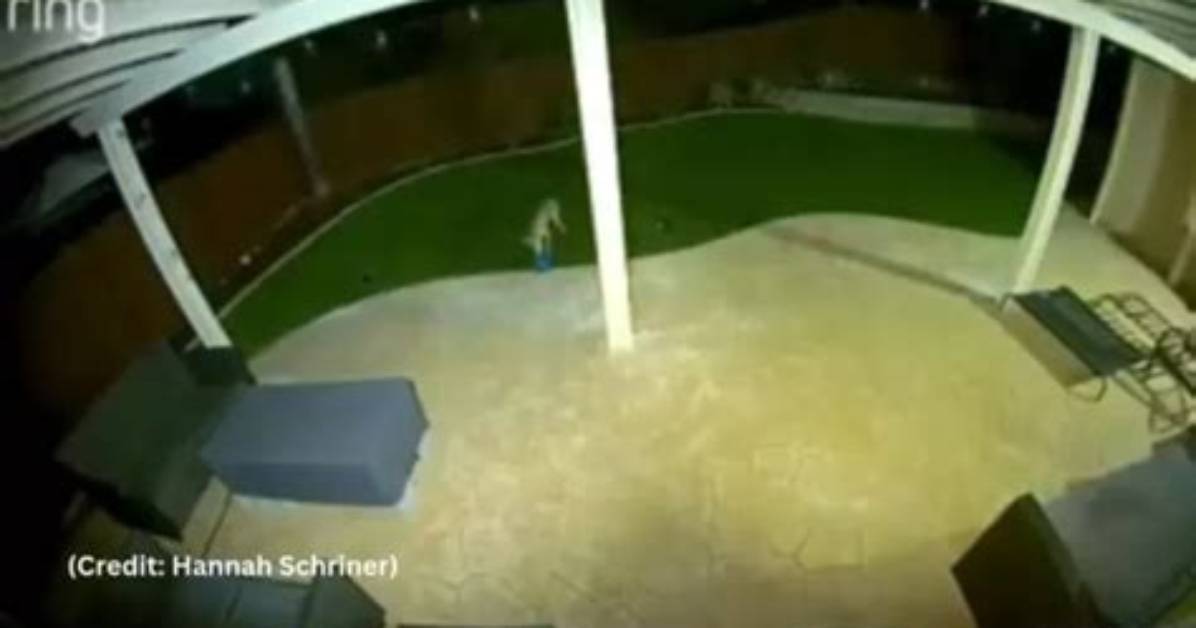 Caught on Camera Viral Video of Backyard Armadillo Digging to That