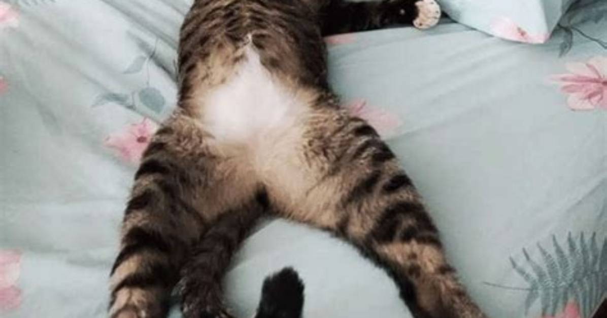 Caught Snoozing on the Job Viral Proof That Tired Cats Are the Ultimate
