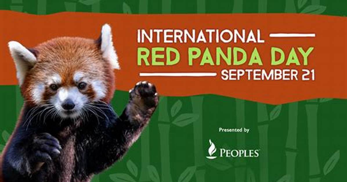 Celebrate International Red Panda Day Fast 15 Minute