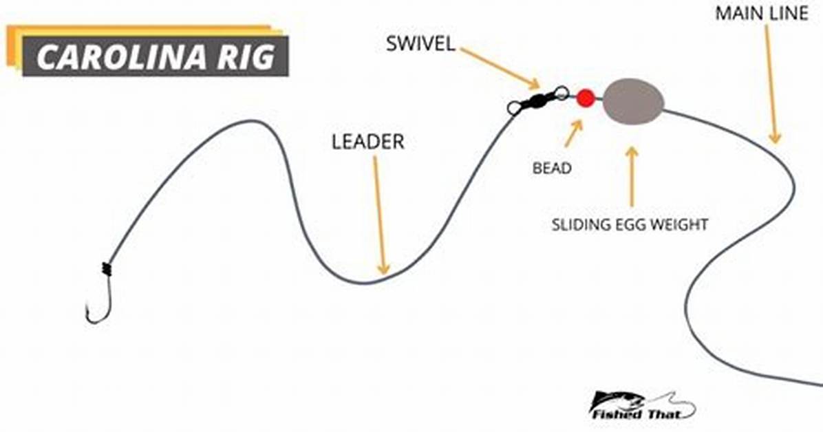 Complete Carolina Rig for Catfish Guide Setup Scent Strategy And
