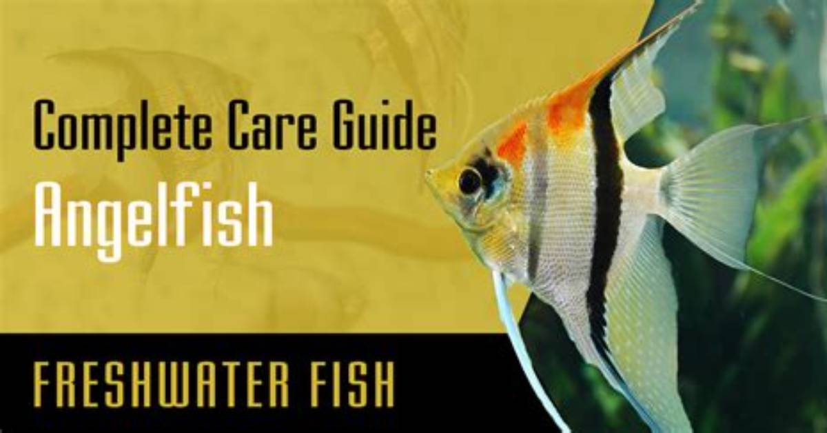 Complete Freshwater Angelfish Tank Blueprint Sizing Care And