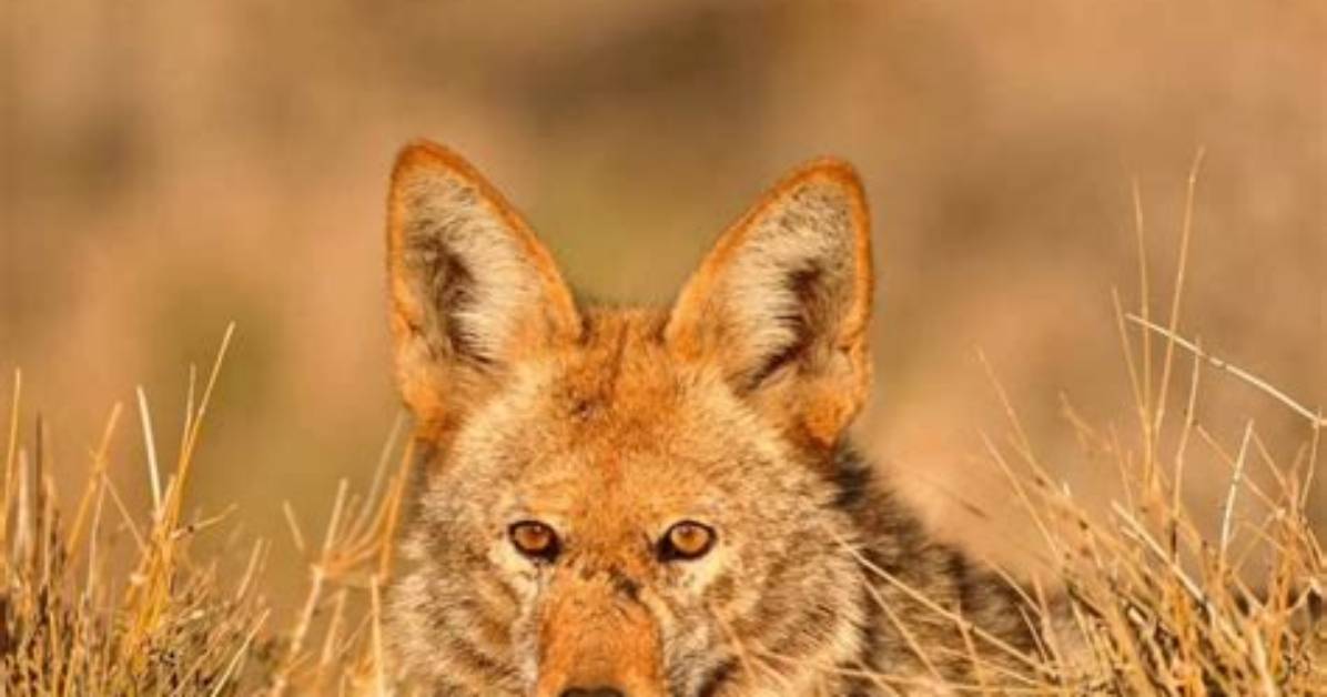 Coyote Safety and Dog Care Guide Protecting Your Pets From