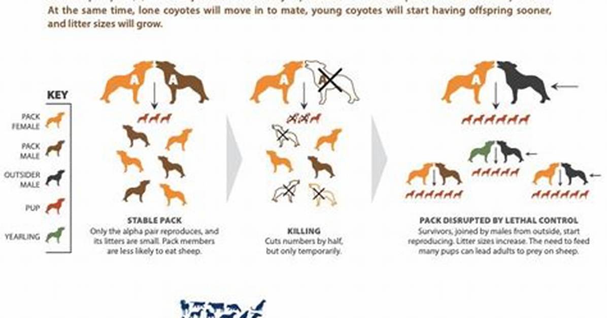 Coyote Safety and Dog Care Guide