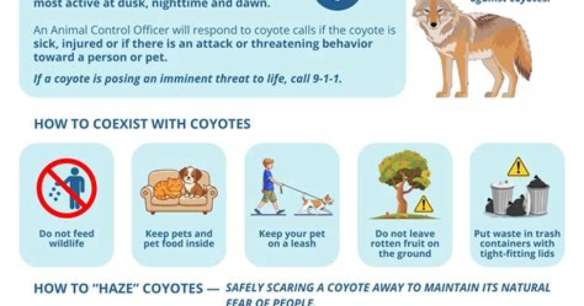 Coyote Safety and Dog