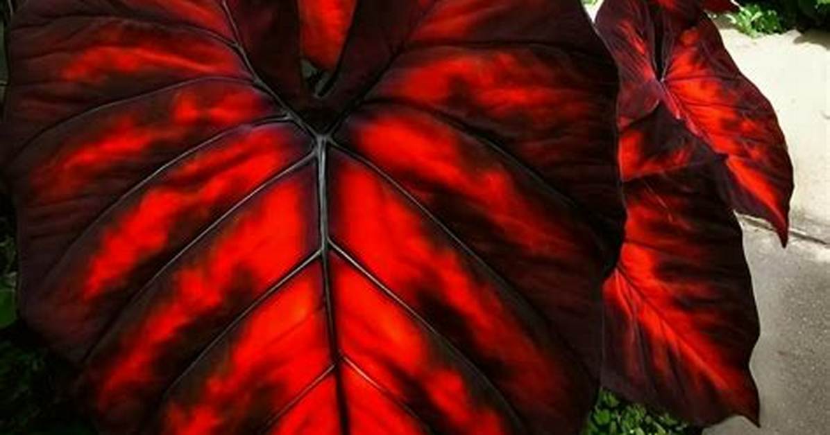 Debunking the Blood of God Plant Miracle Cure Sacred Legend Or