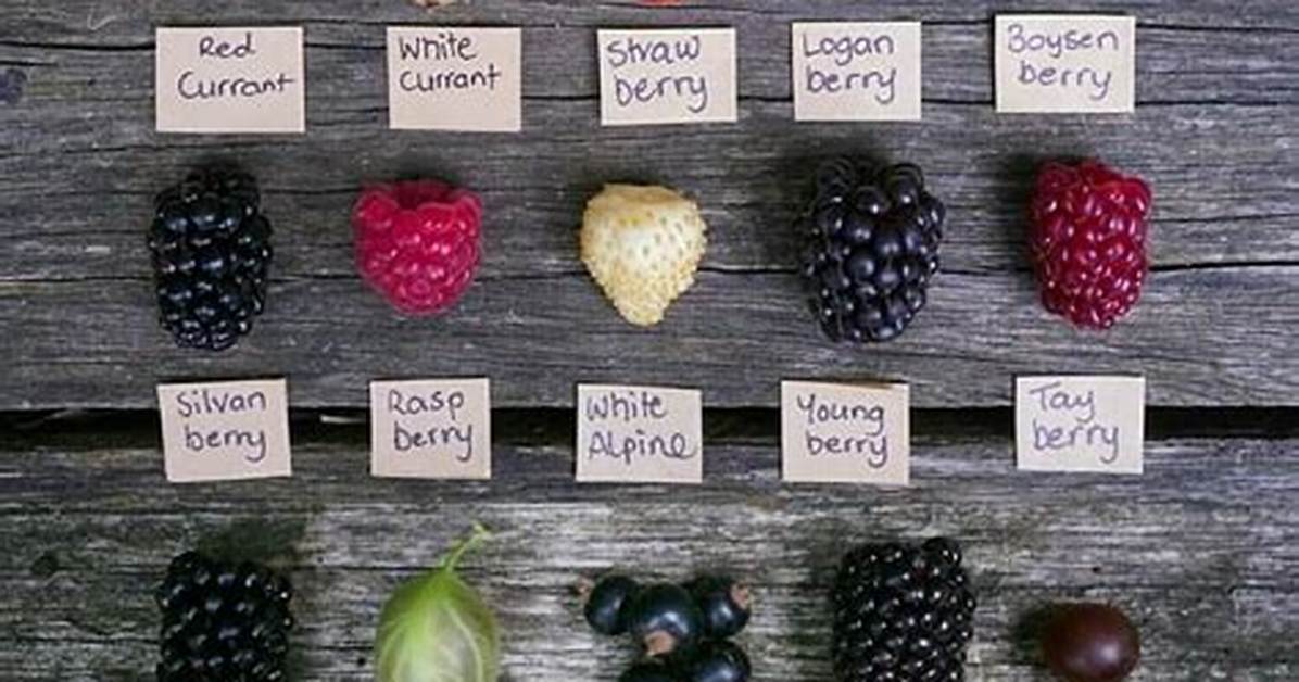 Debunking the Dingleberry Fruit Visual Evidence And
