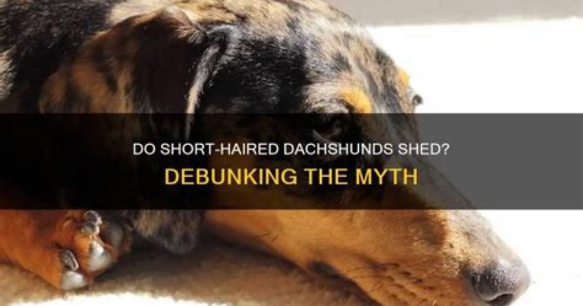 Debunking the Yappy Myth Do Dachshunds Truly Bark More Than