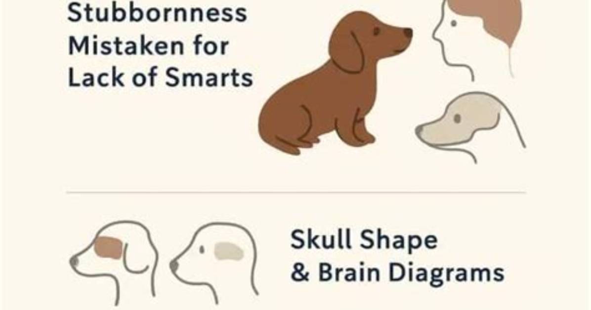 Debunking the Yappy Myth Do Dachshunds