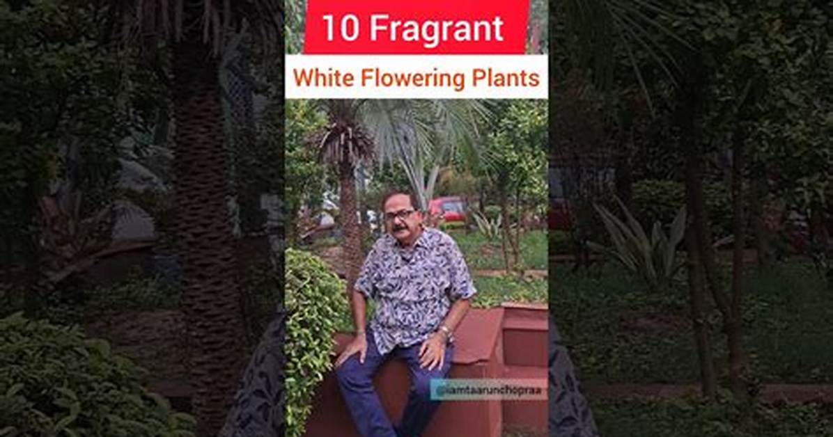 Designing a Moonlit Sanctuary Top Fragrant White Flowers That Bloom At