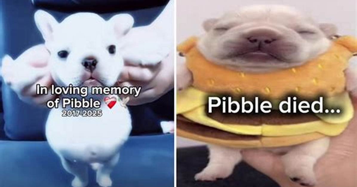 Did Pibble the Dog Die Unpacking the Viral Rumor That Panicked Pet