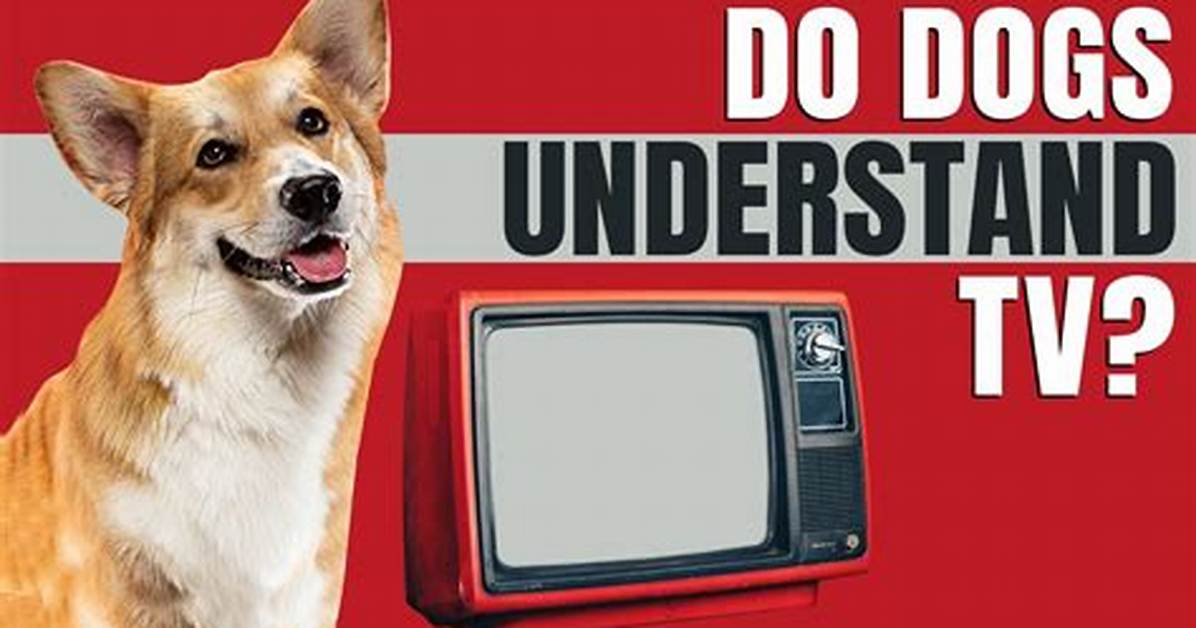 Do Dogs Truly Understand Tv the Hidden Science Behind Viral Canine