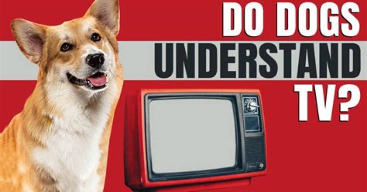 Do Dogs Truly Understand Tv The