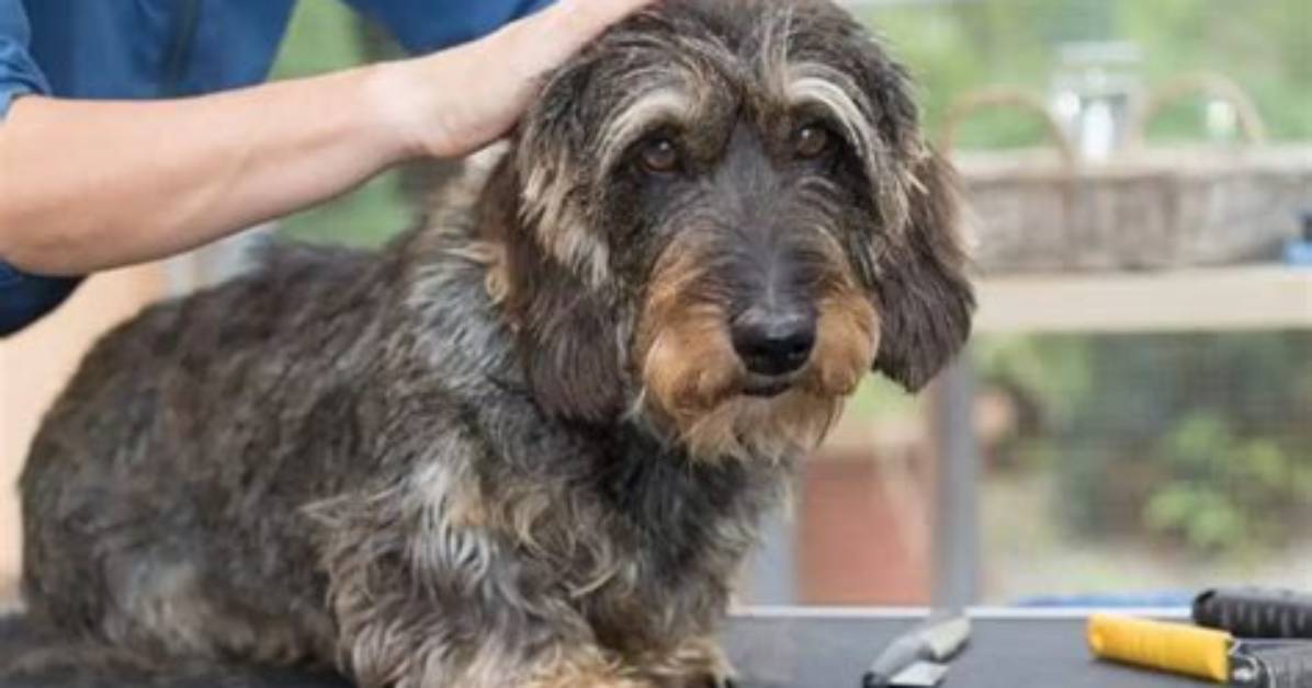 Do Wirehaired Dachshunds Really Shed the Surprising Truth Behind Their
