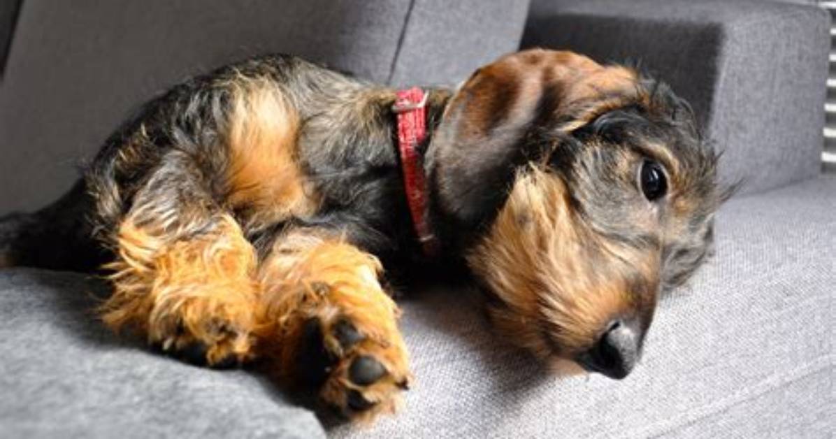 Do Wirehaired Dachshunds Really Shed The
