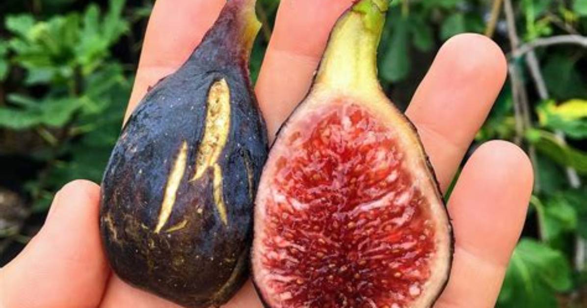 Does Big Fig Actually Prevent Sagging What Heavy Duty Sleep