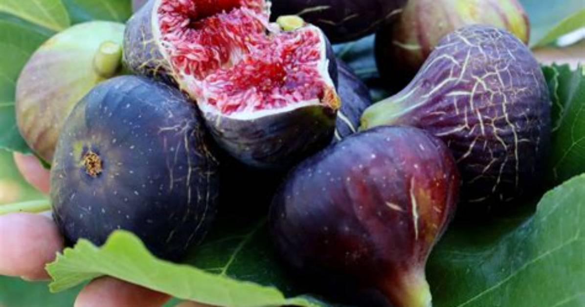 Does Big Fig