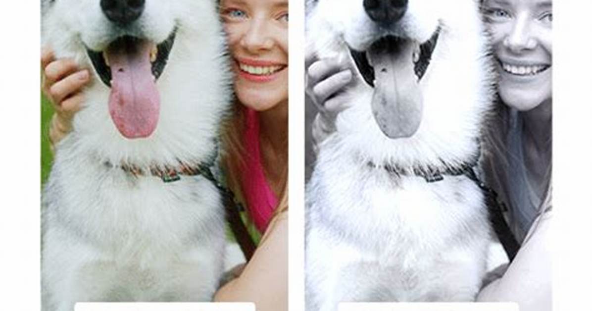 Dog Vision Filter Guide How to Use It and How Your Pet Sees The