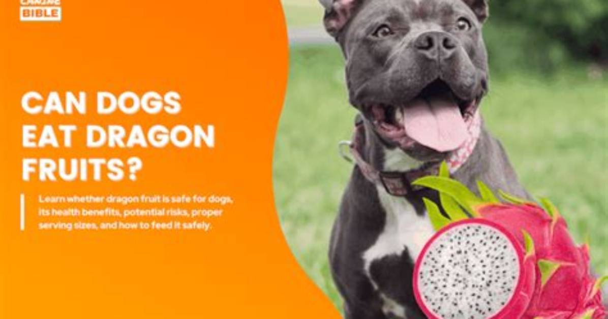 Dragon Fruit for Dogs Nutrient Breakdown and Visual