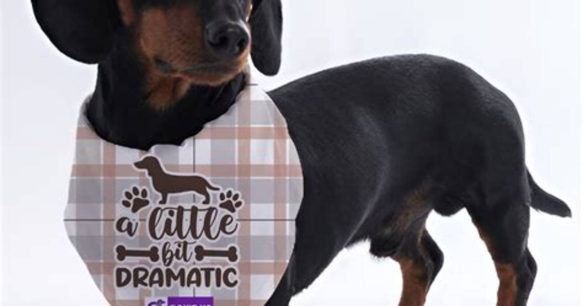 Dramatic Dachshund Makeovers Incredible Before And