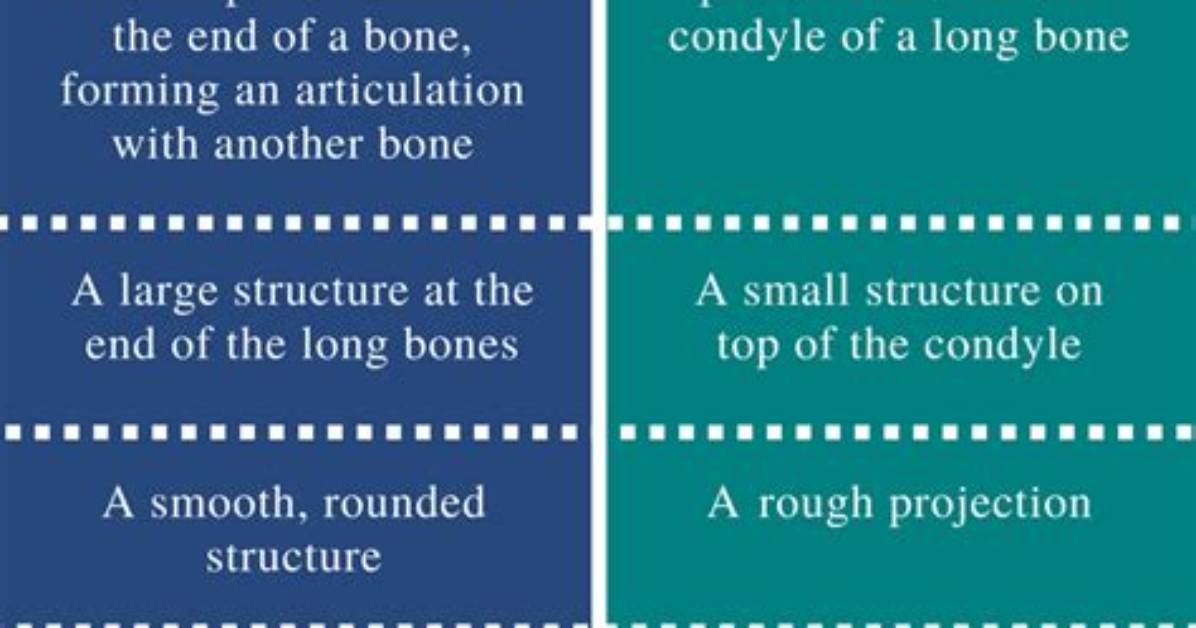 Epicondyle vs Condyle Explained Definitions Functions Examples And